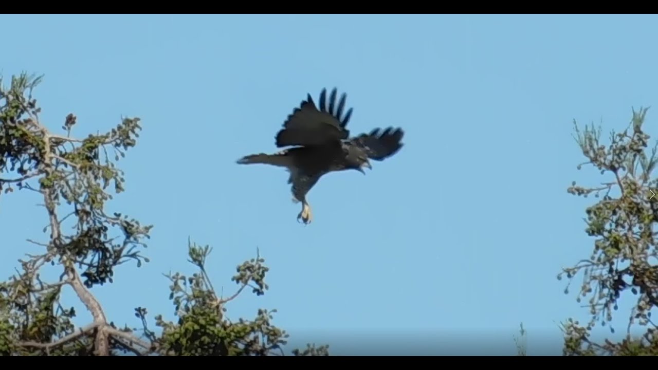 Blue Jays, Freddie, Fluffy, RT Hawks, Turkey Vulture, Kali, Kitty Cat