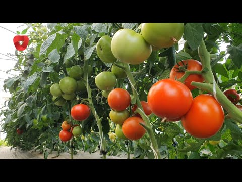 Video: Sun Pride Tomato Informacije: Kako uzgajati biljke Sun Pride paradajza