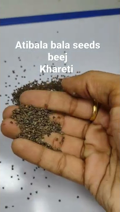 Atibala bala seeds beej Khareti. - buy on www.nutrixia.in