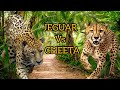 JEGUAR VS CHEETA 