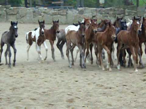 LCC 2010 Nurse Mare Foals