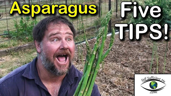 5 TIPS How to Grow a Ton of Asparagus in a Raised Garden Bed Container - DayDayNews