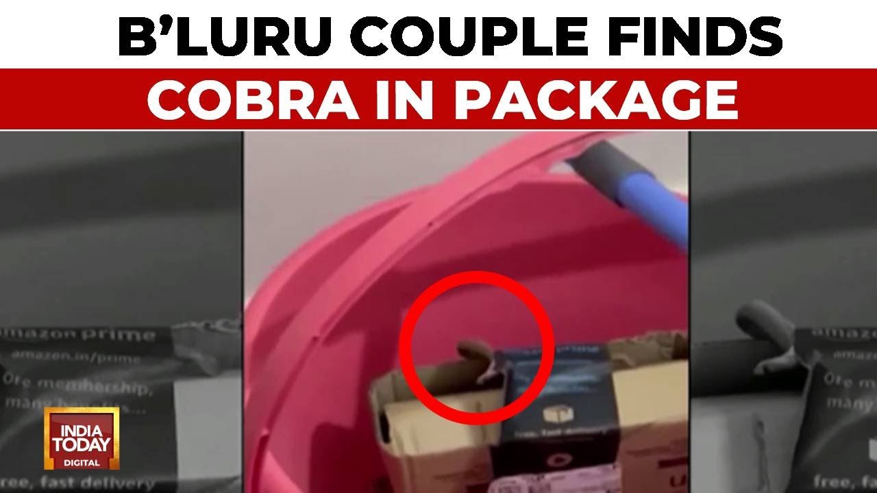 Snake In Amazon Package! Bengaluru Couple Ordered Xbox, Finds Cobra In