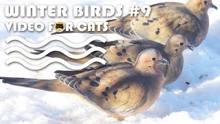 Video For Cats - Winter Birds #9. Bird Video For Cats - Mourning Dove.