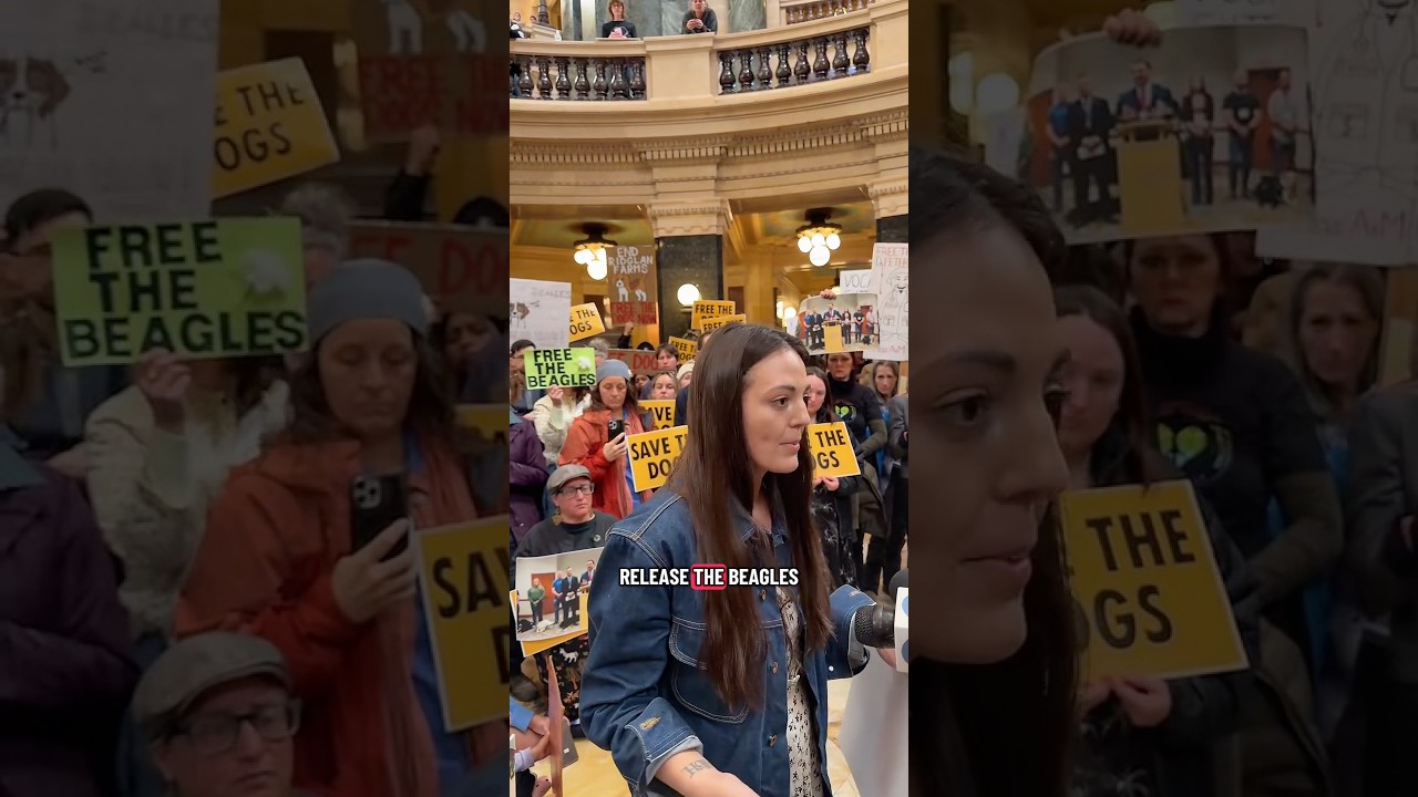 Another victim of the police brutality from our beagle rescue attempt on April 18 #rescue #dogs