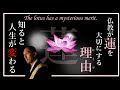 ほとんどの人が知らない蓮華の謎…それを知ると人生観が変わる。なぜ仏教では蓮華の花なのか…