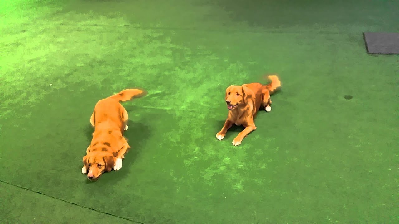 Slarvig gemensam fjärr med 2 övertaggade tollare!