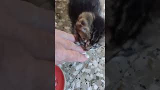 New Baby Figaro is a bit sick. We'll fix him.
