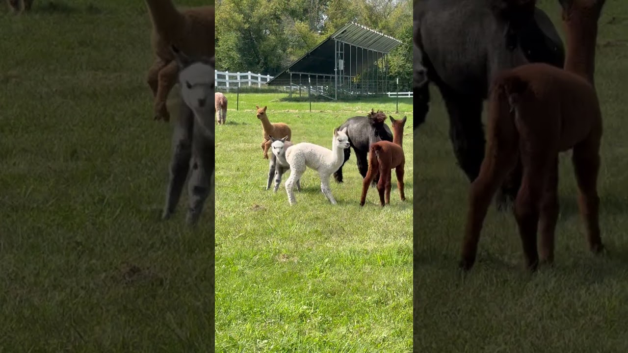 Кэлли просто хочет повеселиться! 