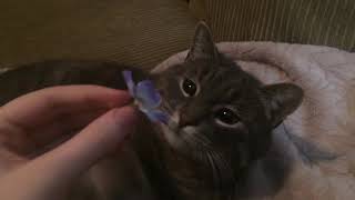 Cat Can’t Handle Flower [ENGLISH RECREATION] by Stealthlock 322,597 views 5 years ago 20 seconds