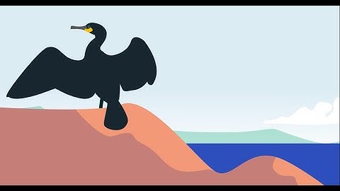 BlueAdapt Animation Video on One Health Framework