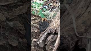 Cottonmouth in prey ambush position in Mesquite, TX near the Trinity River