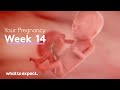 14 weeks pregnant  what to expect