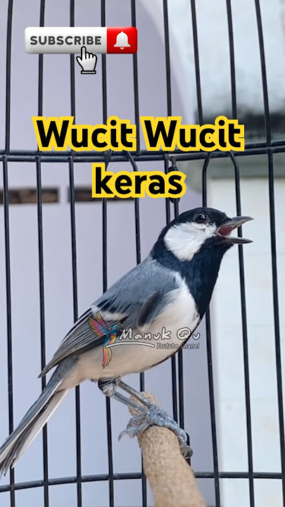 Gelatik batu gacor wucit wucit #suaragelatik #suaraburung #birdsong #viralshorts #viralvideo #shorts