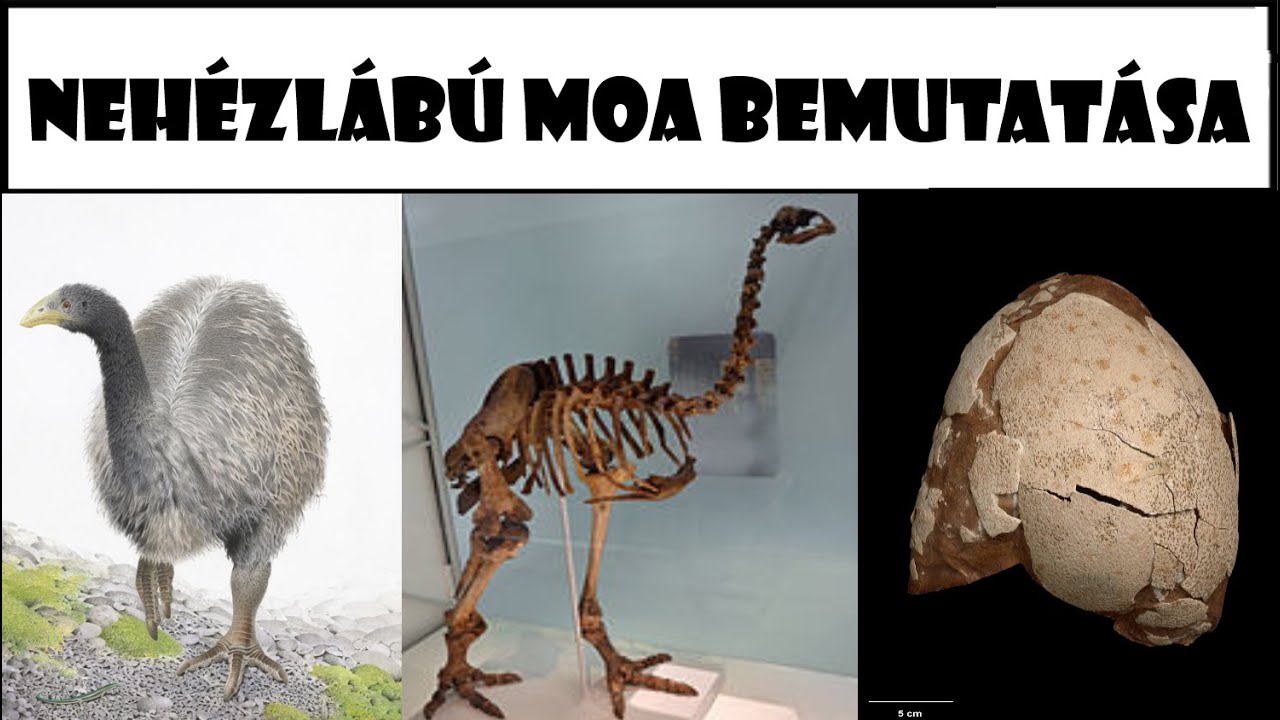 Nehézlábú Moa (Pachyornis elephantopus) Bemutatása - Magyarul