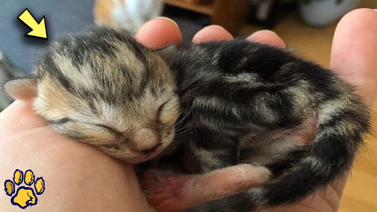 A Two Day Old Orphaned Kitten Crawled Down the Street, Freezing from ...