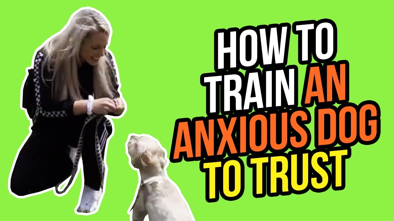 HOW TO TRAIN AN ANXIOUS DOG TO TRUST OTHER DOGS AND PEOPLE