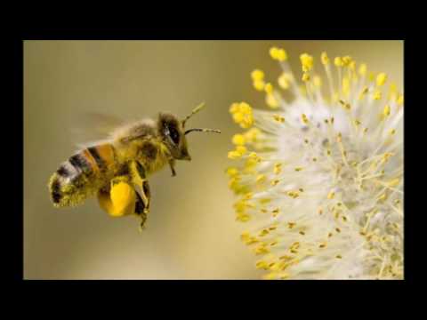 Vídeo: Com Saluden Els Animals La Primavera