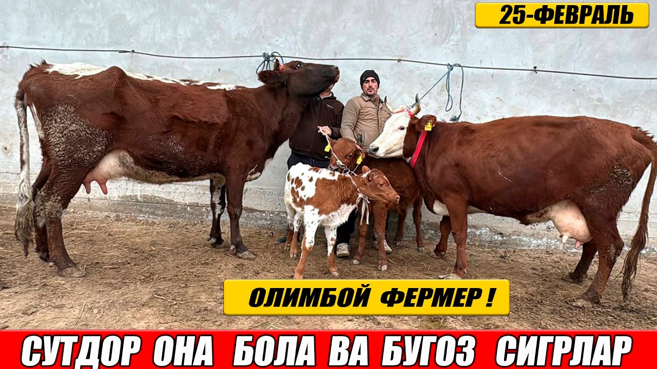 ОЛИМБОЙ  ФЕРМЕР  ЧАШМАЛИ  ОНА  БОЛА  ВА  БУГОЗ  СИГРЛАРИ 25-ФЕВРАЛЬ  2026
