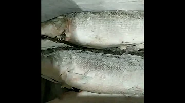 Северная рыба: нельма, муксун, омуль | Праймфиш | prime-fish.ru