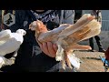 Птичий рынок г. Ташкент - ГОЛУБИ (19.02.2022) / Uzbek Pigeons / Usbekische tauben