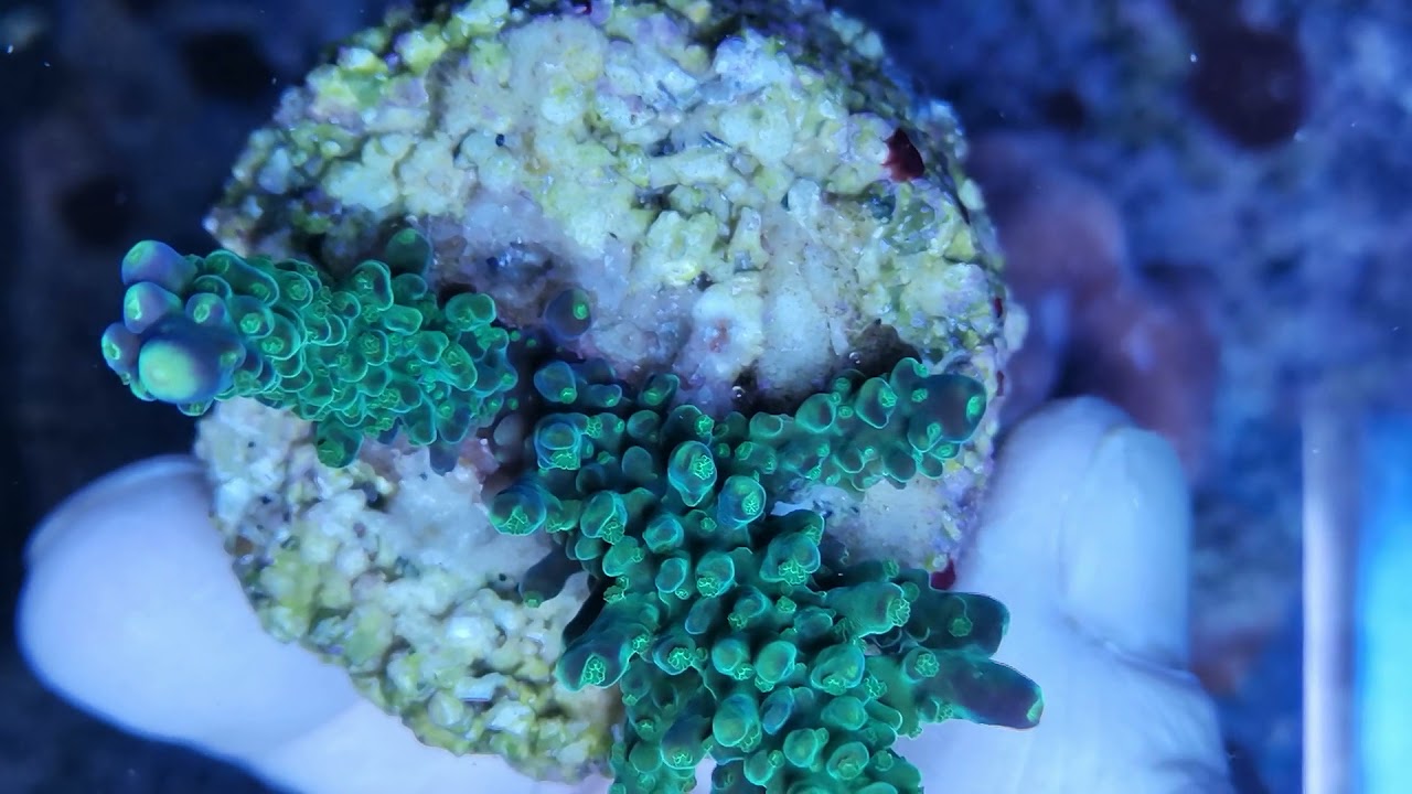 Acropora cerealis-indo coral gandalf