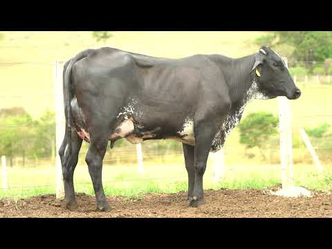 Lote 27 • 7º Leilão Virtual Girolando Fazenda Diamante • 5651CO   557
