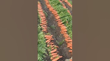 Thu hoạch cà rốt- 中国胡萝卜-Carrot harvest #dodofood #dodoglobal #food #dodoglobalfood