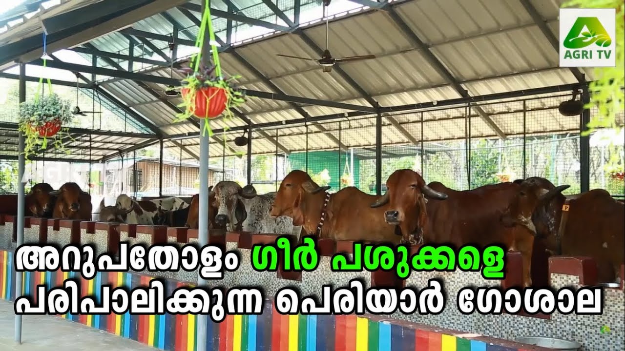 അറുപതോളം ഗീർ പശുക്കളെ പരിപാലിക്കുന്ന എറണാകുളം മുന്നൂർപ്പിള്ളിയിലെ പെരിയാർ ഗോശാല | Periyar Goshala