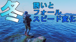 冬イカ攻略【フォールスピードと誘い】　前編　エギング　2019　12月