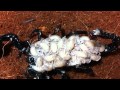 Los bebés del escorpión 