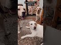 🖐️🤣😂😅#reels#vote#votefortvk#tvk#vijay#pets#yt#ytshorts#dog#trending#shortsfeed#shorts#labrador#dogs