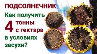 Выращивание подсолнечника 🌻 по технологии Айдамин. Опыт 2020 года