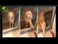 Golden Retriever’s Heroic Actions Leave An Entire Town Stunned