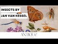 Ref:K86py71Mp5M The extraordinary insect paintings of jan van kessel