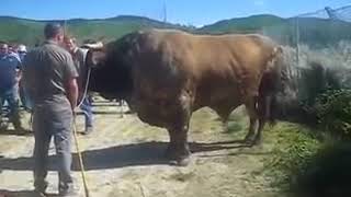 Самый большой бык(, 2014-06-07T20:03:42.000Z)