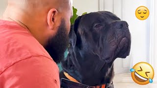You Will Die Laughing At These Dogs 😹🐶 The Funniest Cat & Dog Moments Compilation 😁 Resimi