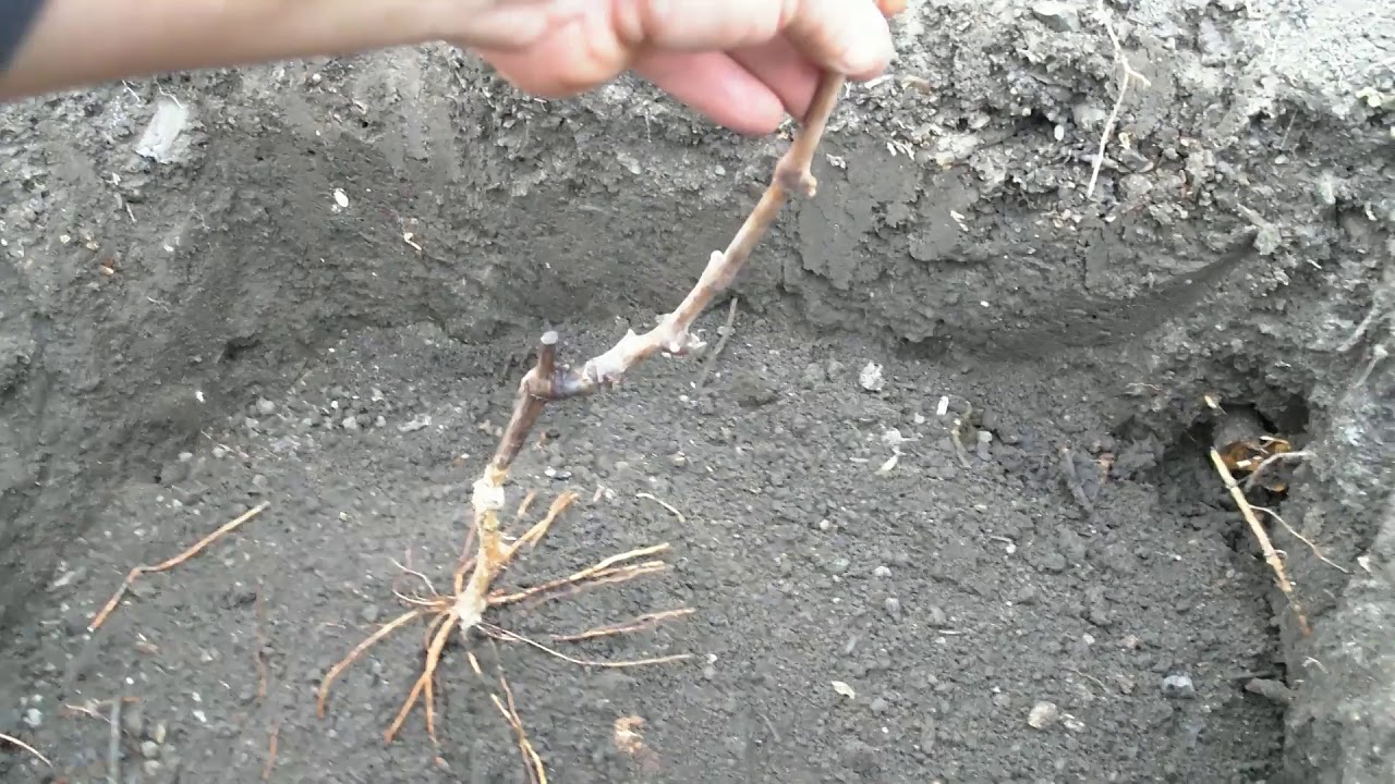 Замачивать ли саженцы перед посадкой