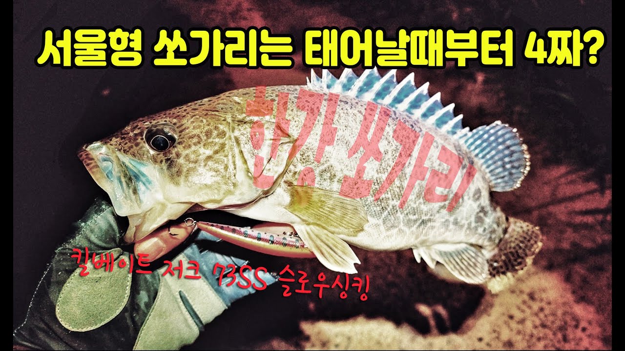 서울형 쏘가리는 태어날때부터 4짜?/ 퇴근길 한강 쏘가리 미노잉 게임/ 킬베이트 저크 73SS 슬로우싱킹