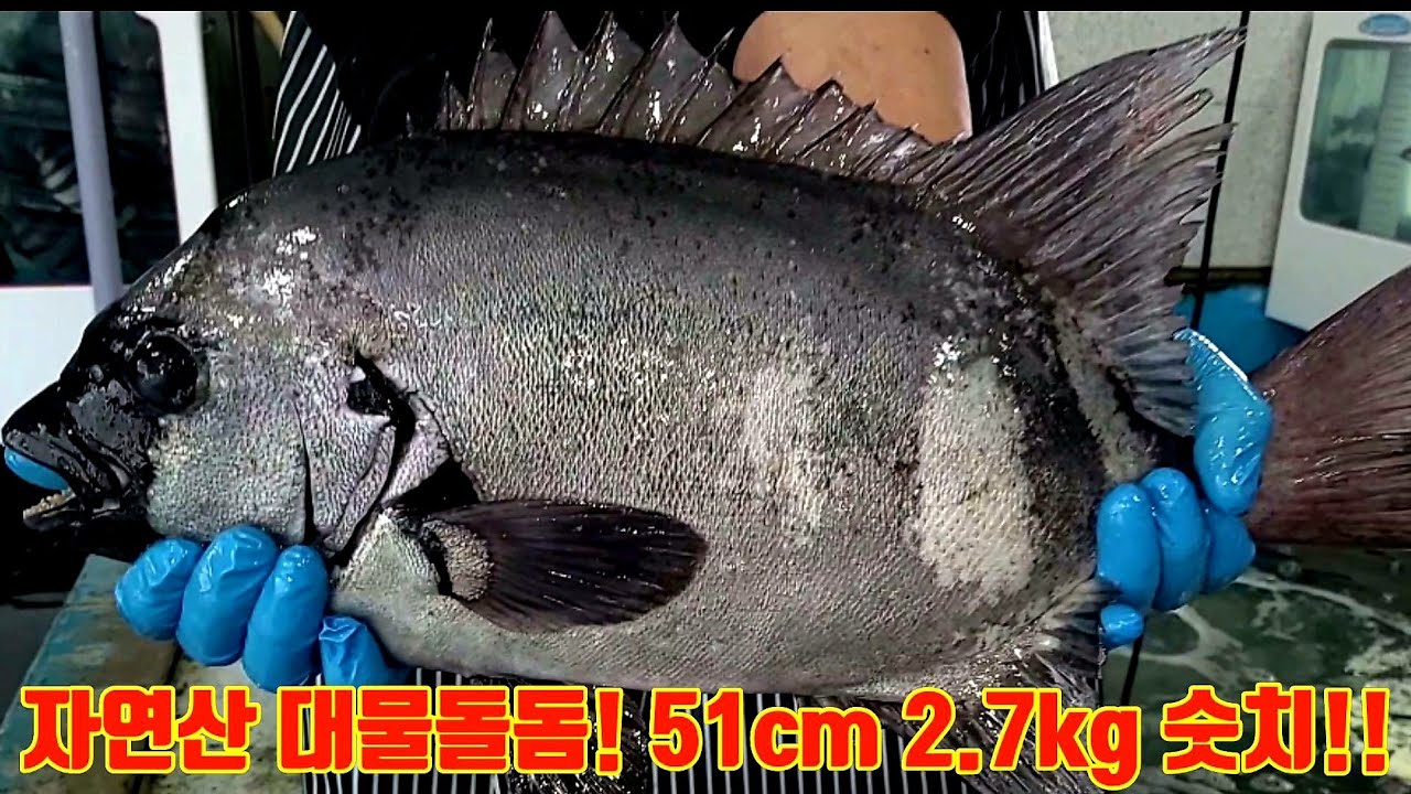 역대급 5짜 자연산 돌돔! - YouTube
