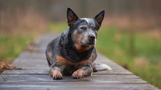 How to Socialize an Australian Cattle Dog with Other Dogs