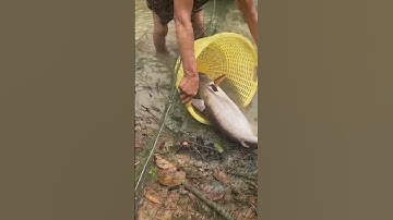 CÁ TRA KHỦNG #shorts