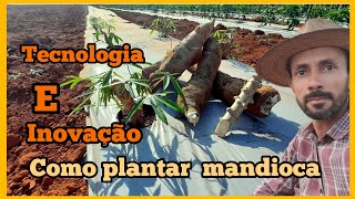 Passo a passo no cultivo da mandioca macacheira,alta produção e tecnologia, mandioca irrigada.