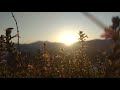 Beautiful Sunrise & The Flowers | NO COPYRIGHT VIDEO | NATURE