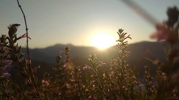 Beautiful Sunrise & The Flowers | NO COPYRIGHT VIDEO | NATURE
