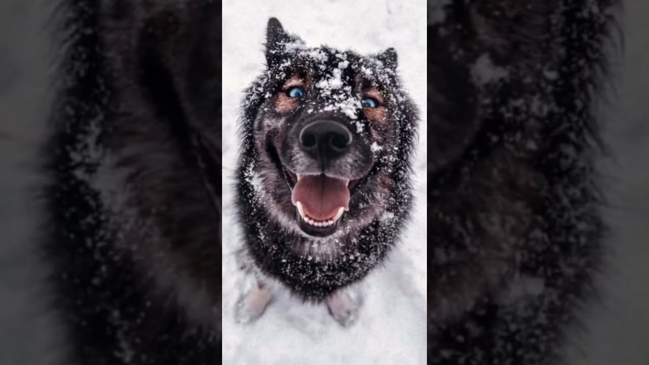 AGOUTI HUSKY PUPPIES...