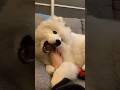 たぶん飼い主の足が好きすぎるグラン🦶😂【サモエドグラン】#dog#cutepuppy#puppy#samoyed#animal#サモエド#子犬#犬#大型犬#かわいい#癒し