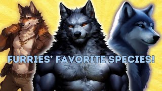 Why Furries LOVE Wolves! 🐺🐺