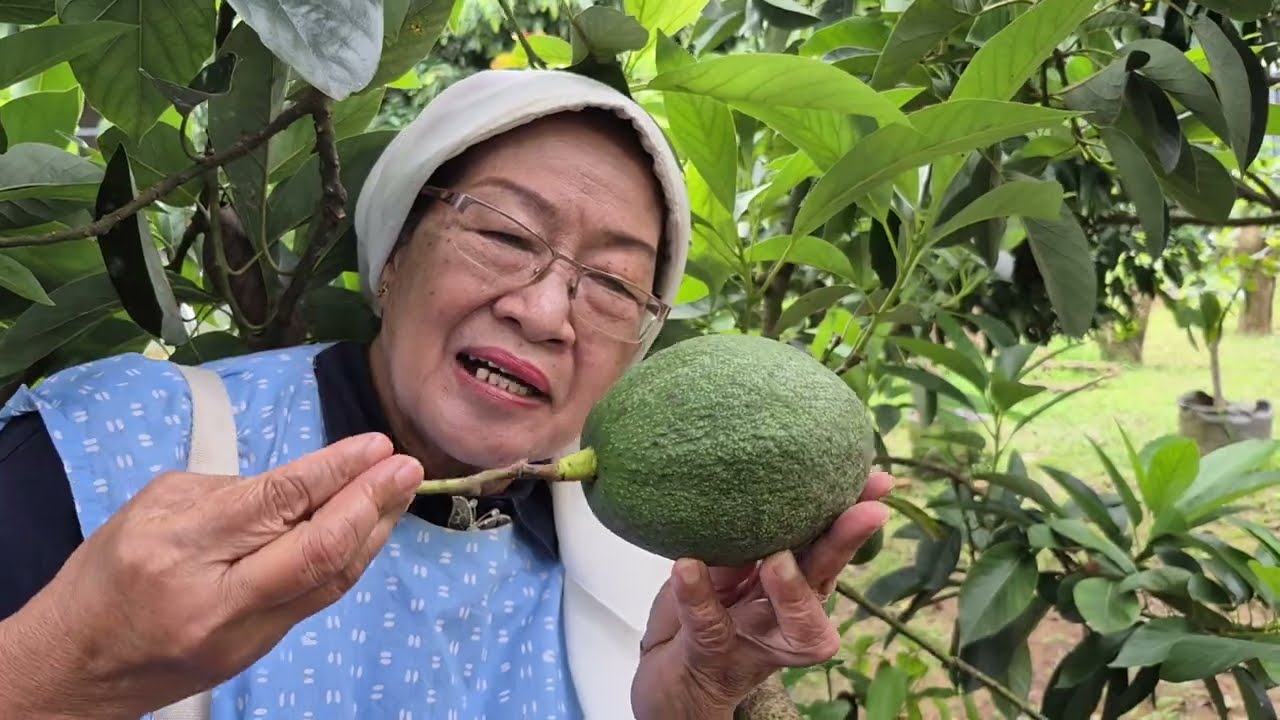 Kebun Alpukat di Bandar Jaya, Lampung Tengah