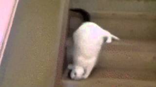 Dis is dee way to go down stairs